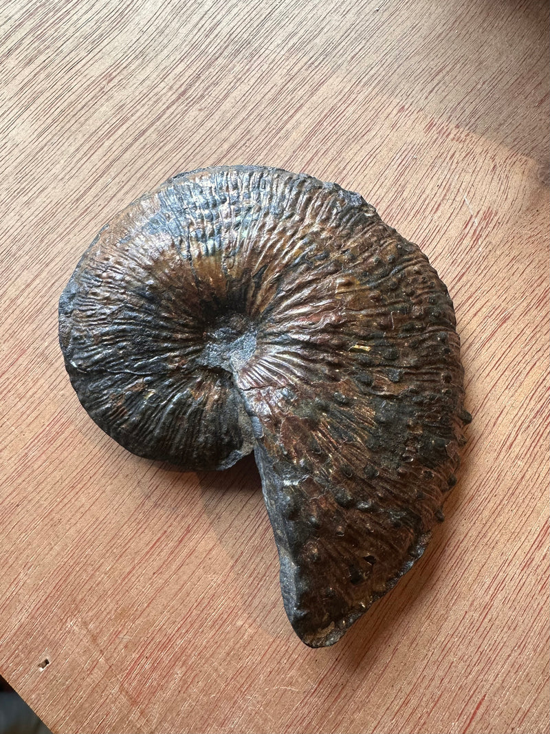 Nautilus Fossil Belt Buckle