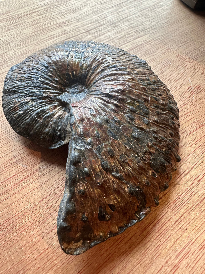 Nautilus Fossil Belt Buckle